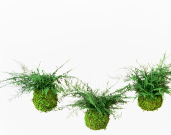 Set of 3. Kokedama Hanging Moss Ball - String Garden. Care Free, Real Preserved Plant.