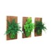 Mimi reviewed Set of 3-  Fern and Moss Reclaimed Rustic Hanging Wood Flat - Care Free, Real Preserved Plant. Moss and Fern Art.