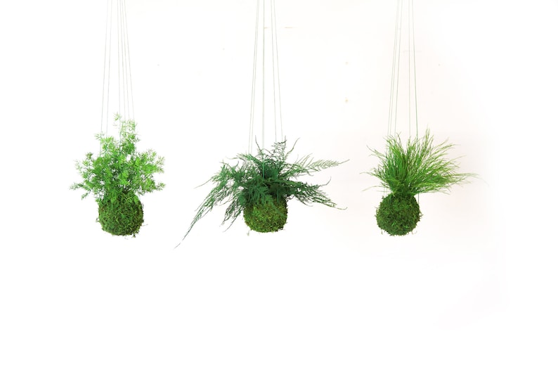 Artisan Moss Preserved Fern Kokedama
