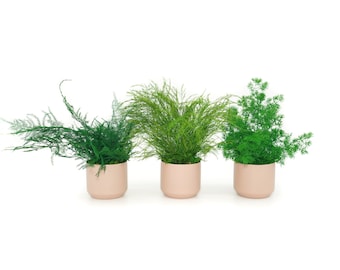 Set of 3 Preserved Fern Variety Potted Plants - Blush Pottery Color - No Watering