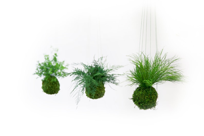 Artisan Moss Preserved Fern Kokedama - Thumbnail 2