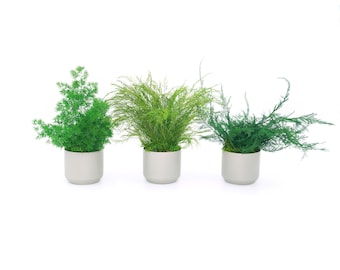 Set of 3 Preserved Fern Variety Potted Plants - Gray Pottery Color - No Watering