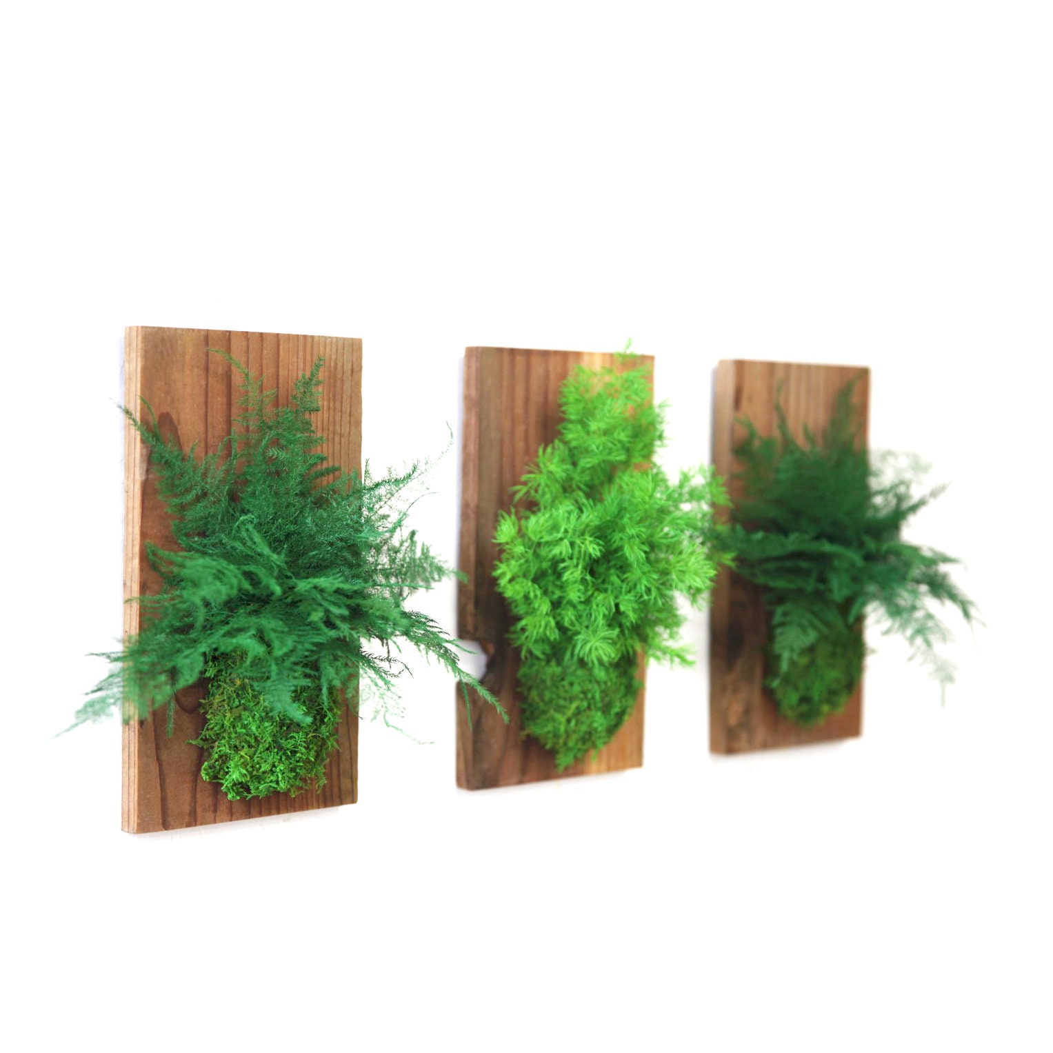 Set of 3-  Fern and Moss Reclaimed Rustic Hanging Wood Flat - Care Fr…