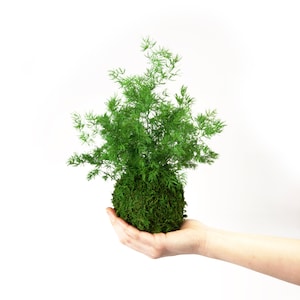 Zero Care, Real Preserved Pine Fern, Kokedama Sitting Moss Plant.