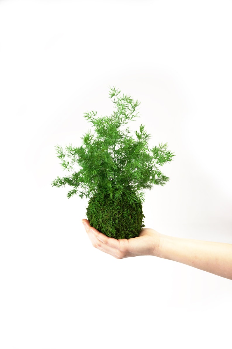 Artisan Moss Pine Fern Kokedama