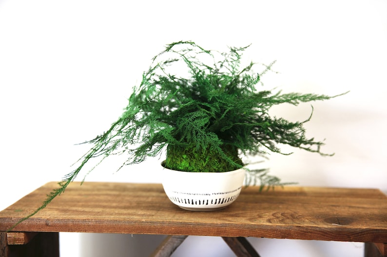 Artisan Moss Kokedama Plant - Thumbnail 2
