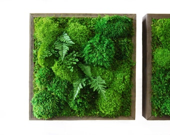 Moss with Fungus and Rocks  ArtisanMoss - Artisan Moss