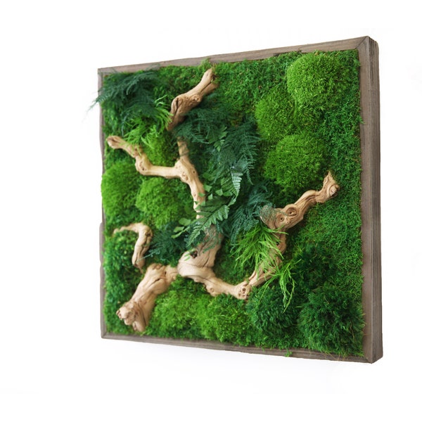 Artisan Moss® 18 x 18" Sandwood Branch Plant Painting®- No Care Green Moss Wall Art. Real Preserved Plants.