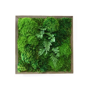 12"x12" Artisan Moss® Plant Painting® Moss and Ferns. No Maintenance Green Wall Art. Real Preserved Plants.