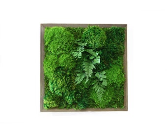 Moss and Ferns in Wood Frame. No Maintenance Green Wall Art. Real Preserved Plants. 12"x12" Artisan Moss® Plant Painting®