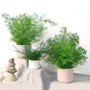 Large Preserved Fern Potted Plant Options - White Pottery - No Watering