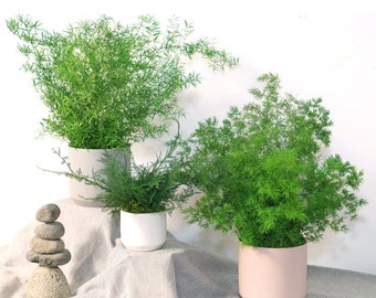 Large Preserved Fern Potted Plant Options - Blush Pottery - No Watering