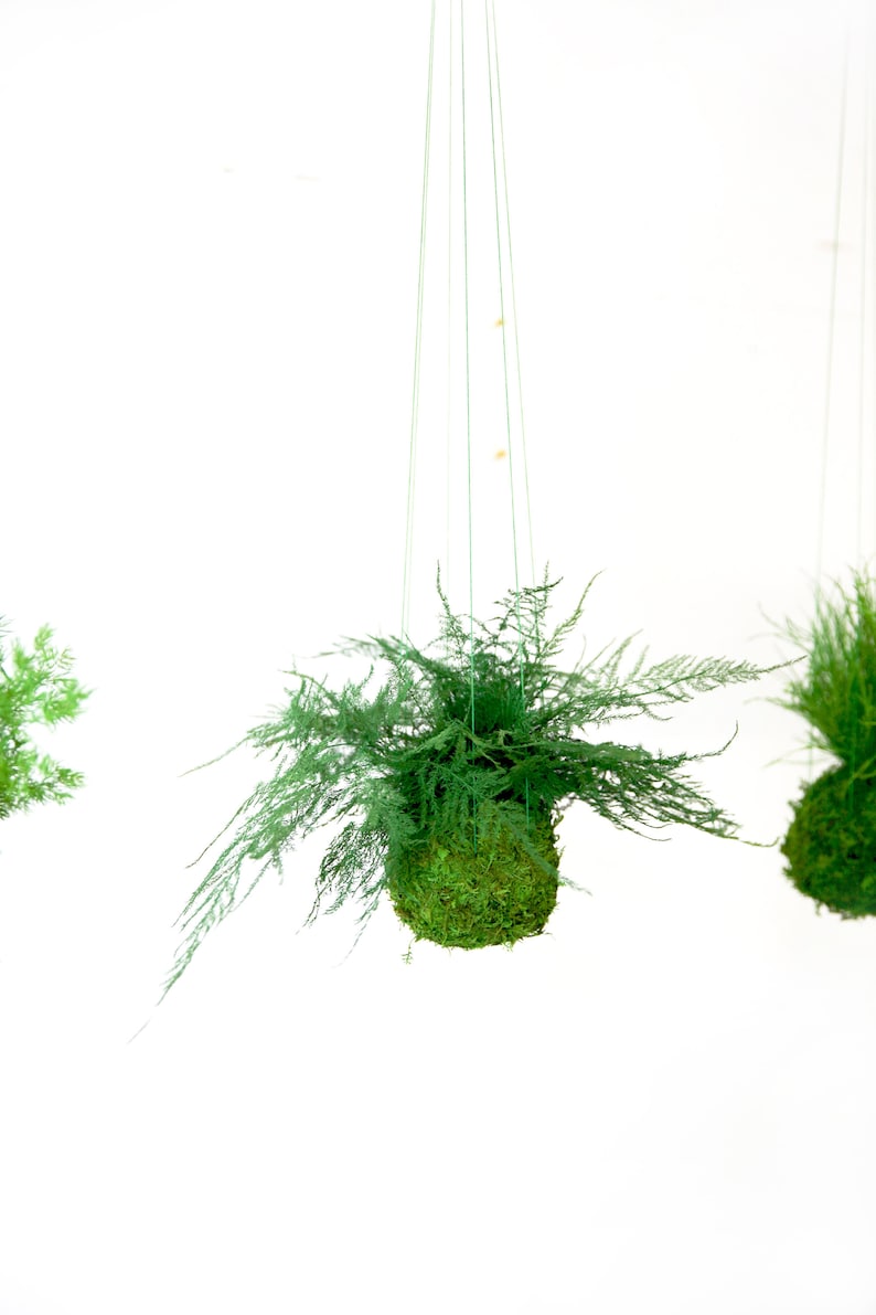 Featherleaf Fern Kokedama Moss Plant - Thumbnail 3