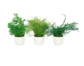 Set of 3 Preserved Fern Variety Potted Plants - White Pottery Color - No Watering