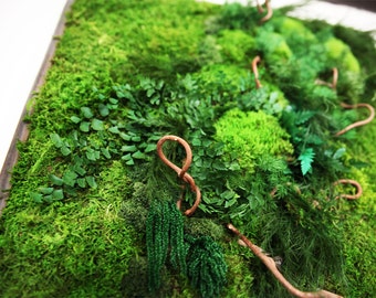 40" x 18" Artisan Moss® Plant Painting® - Curly Vine - No Care Green Wall Art. Real Preserved Plants.