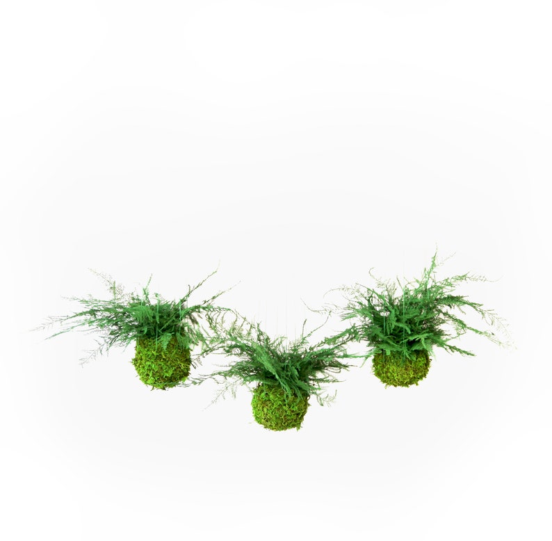 Artisan Moss Kokedama Plant - Thumbnail 4