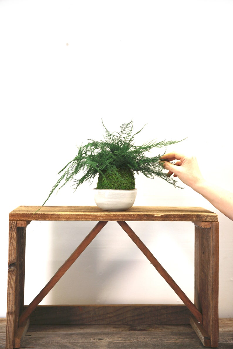 Artisan Moss Kokedama Plant - Thumbnail 5