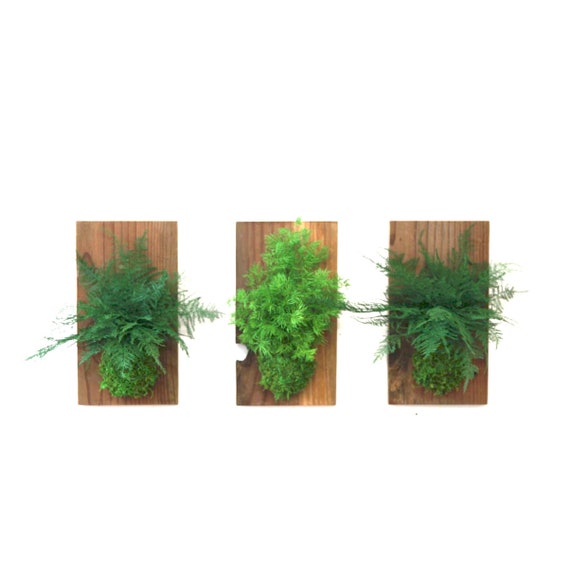 Set of 2 Wooden Planter Boxes With Preserved Moss and Ferns - No