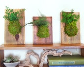 Set of 3- Fern and Moss Reclaimed Rustic Hanging Wood Flat - Care Free, Real Preserved Plant. Moss and Fern Art.