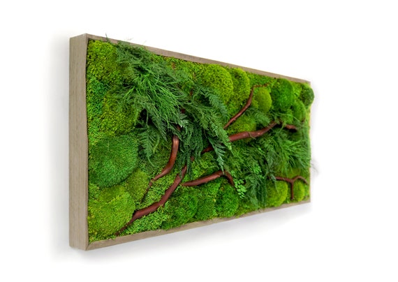 40 X 18 Artisan Moss Real Preserved Plants In Etsy