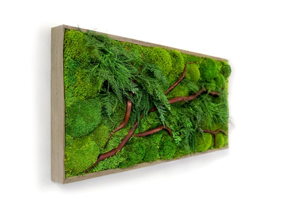 Living Walls vs. Preserved Moss Walls - Artisan Moss - Artisan Moss