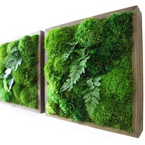 14"x14" Artisan Moss® - Moss and Fern Moss Wall Art. Plant Painting®- No Care Green Wall Art. Real Preserved Plants.