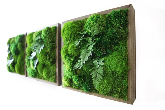 14x14 Artisan Moss Moss And Fern Moss Wall Art Etsy Ireland
