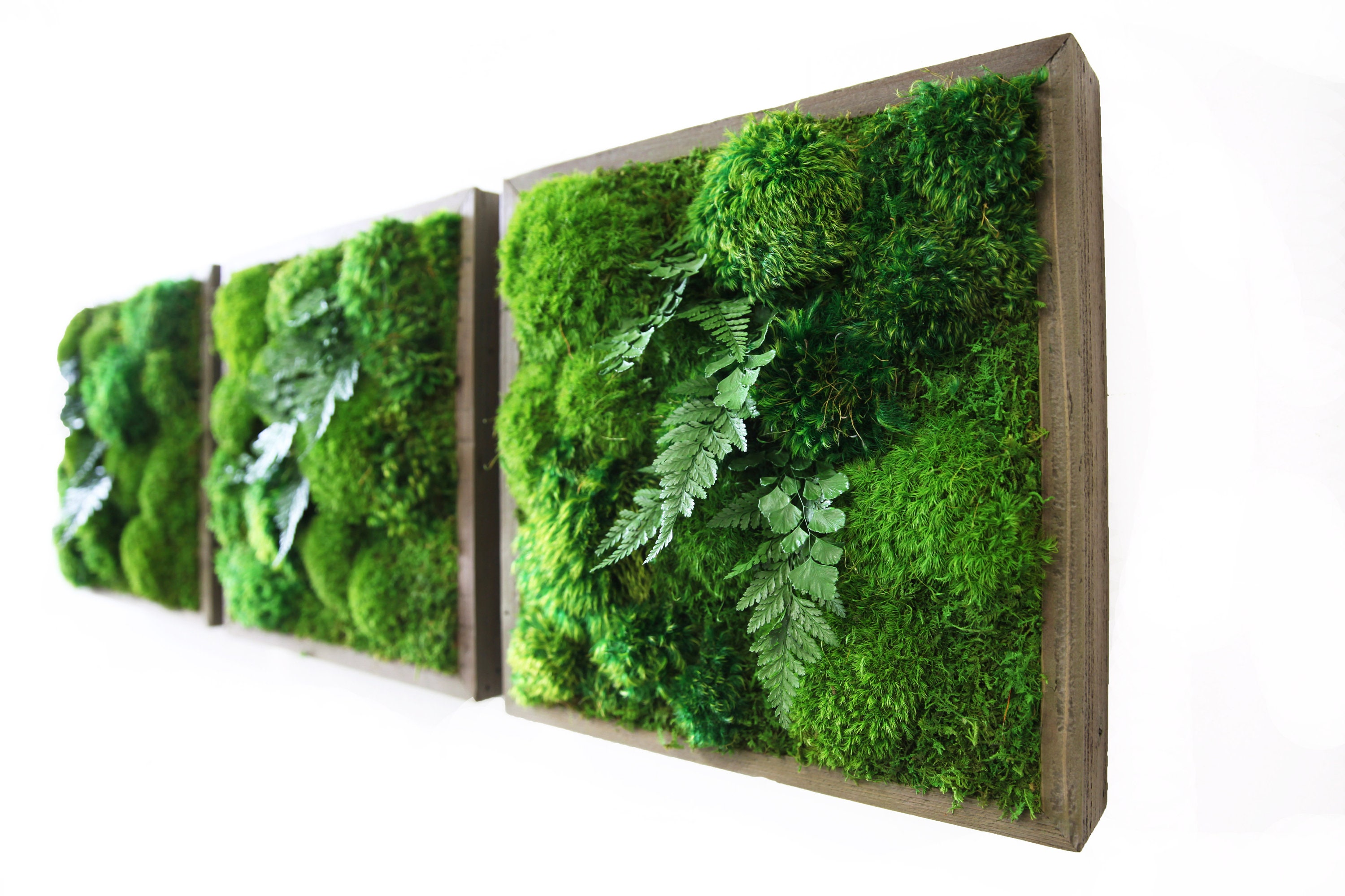 14x14 Artisan Moss Moss And Fern Moss Wall Art Etsy