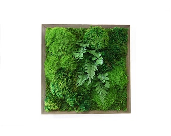 12"x12" Preserved Moss Wall Art: Real Moss and Ferns