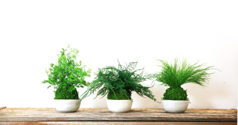 Artisan Moss Pine Fern Kokedama - Thumbnail 4