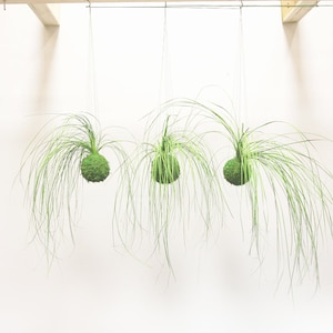 Set of 3 Care Free, Real Preserved Grass, Kokedama Hanging Moss Ball String Garden image 1
