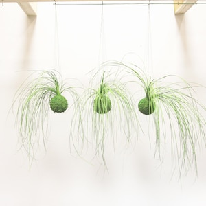 May include: Three green moss balls hanging from the ceiling by strings. The moss balls are covered in long, thin, green grass-like strands.