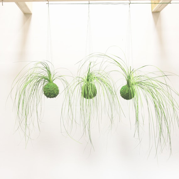 Set of 3 Care Free, Real Preserved Grass, Kokedama Hanging Moss Ball-  String Garden - Etsy