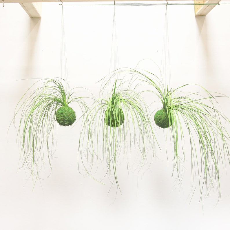Set of 3 Care Free, Real Preserved Grass, Kokedama Hanging Moss Ball String Garden image 1
