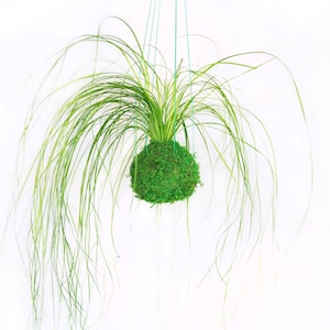 Kokedama Hanging Moss Ball - Japanese String Garden. Maintenance Free, Real Preserved Bear Grass Plant. Moss and Fern Art.