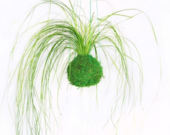 Kokedama Hanging Moss Ball - Japanese String Garden. Maintenance Free, Real Preserved Bear Grass Plant. Moss and Fern Art.