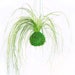 see more listings in the Kokedama-Moss Ball Plant section