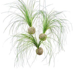 Set of 3 Care Free, Real Preserved Grass, Kokedama Hanging Moss Ball String Garden image 2