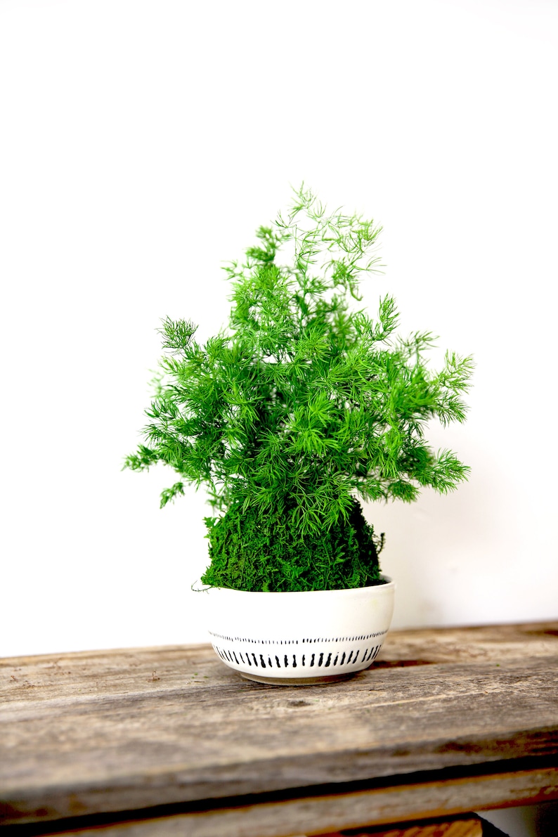 Artisan Moss Pine Fern Kokedama - Thumbnail 3