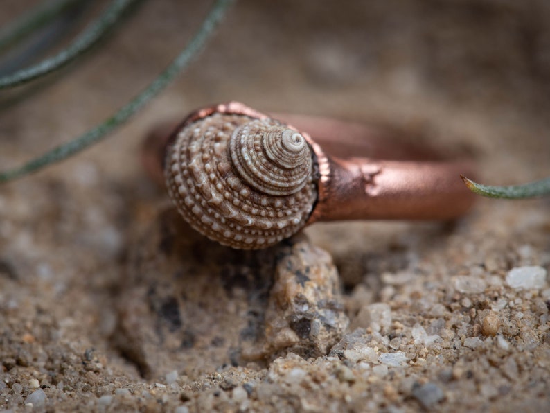 Spiral Shell Ring I // Handmade Ring, Ocean, Seashell, Raw Materials ...
