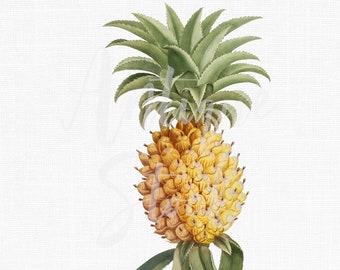 Fruit imprimable « Ananas hawaïen » Ancienne image Téléchargement numérique Illustration imprimable pour les impressions, collages, découpage, invitations...