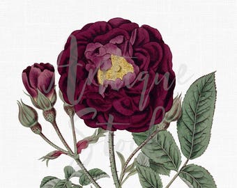 Flower Clipart "Burgundy French Rose" Botanical Illustration Digital Download for Wall Art, Crafts, Decoupage, Edible Prints...