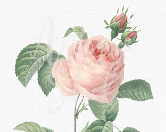 Flower Clipart "Moss Rose" PNG & JPG Digital Download Botanical Illustration for Invitations, Crafts, Collages, Decoupage...