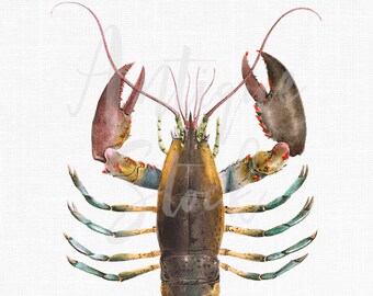 Lobster Clipart Digital Download, Printable Image &quot;American Lobster&quot; Vintage Clip Art for Invitations, Decoupage, Collages...