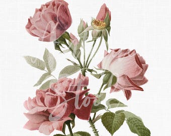 Flower Clipart "Parfum de L"Hay Rose" Vintage afdrukbare digitale download PNG- en JPG-afbeeldingen voor cadeaulabels, ambachten, uitnodigingen, collages...