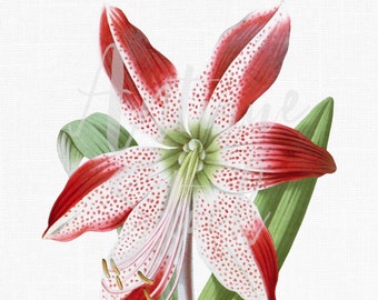 Flower Clipart, Botanical Illustration Art, Instant Download "Red Barbados Lily" Image for Invitations, Crafts, Collages, Wall Art...