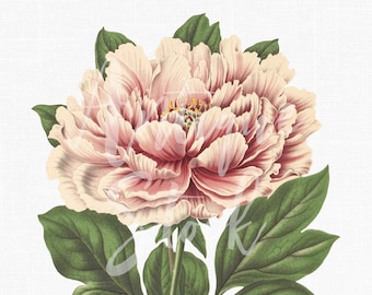 Flower "Pink Tree Peony" Botanical Illustration Art Instant Download Image for Invitations, Prints, Collages & Crafts