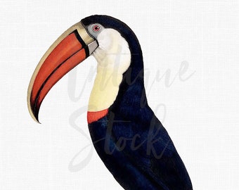 Bird Clipart "Toucan" Digital Download Vintage Tropical Bird Illustration for Wall Art, Collages, Crafts, Sublimation...