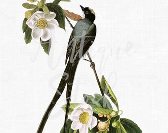 Bird on Branch Image "Fork-tailed Flycatcher" Botanical Digital Download for Decoupage, Collages, Cards, Scrapbook, Invites, Crafts...