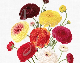Flower Clipart "Ranunculus Bouquet" Botanical Illustration Digital Download Image for Wall Art Prints, Scrapbook, Collages, DIY Crafts...